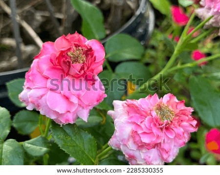 Damask rose is a rose hybrid derived from Rosa gallica and Rosa moschata.