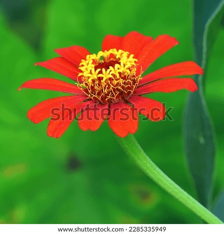Bright reddish orange flowers so colorful and beautiful for fine art prints and canvas.