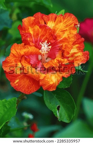 Orange Hibiscus Flower so colorful and beautiful for fine art prints and canvas.
