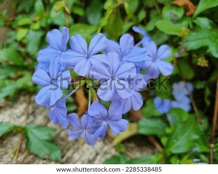 Purple floral in tropical country