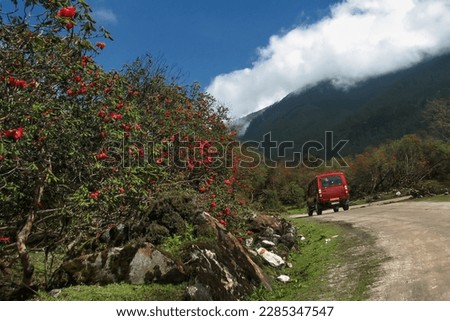 Tourist car passing through Rhododendron trees. Yumthang Valley or Sikkim Valley of Flowers sanctuary, Himalayan mountains, North Sikkim, India. Shingba Rhododendron Sanctuary. Tourist spot of Sikkim. Royalty-Free Stock Photo #2285347547