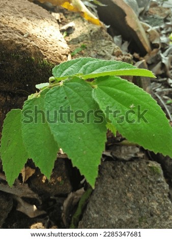 photos of karsen leaves in indonesia