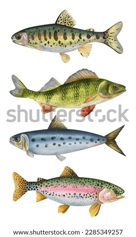 Collection of watercolor fish. Golden trout, perch, sardine, rainbow trout.
hand drawn detailed fish