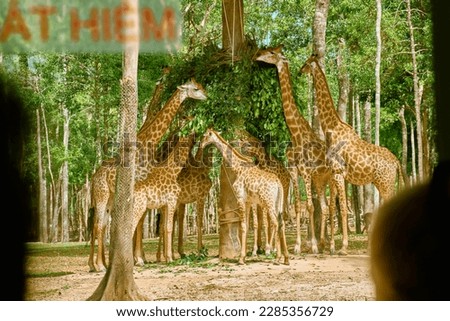 Phu Quoc , Vietnam - Decn 30, 2022: Giraffe Cafe at Vinpearl Safari and Conservation Park