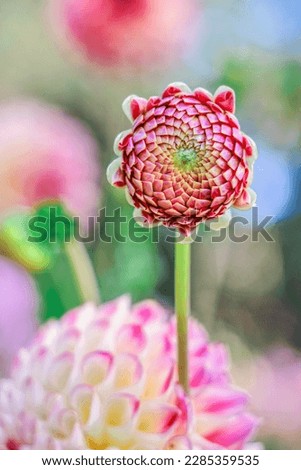beautiful flower is blurry background