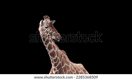 Cute Giraffe,  isolated on black background.