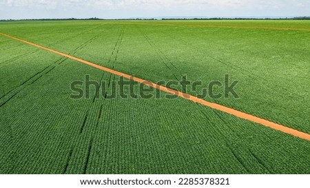 soybean crop in Brazil, large soybean plantations, agriculture in the Brazilian - mato grosso Royalty-Free Stock Photo #2285378321