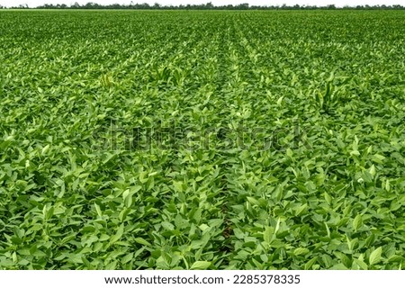 soybean crop in Brazil, large soybean plantations, agriculture in the Brazilian - mato grosso Royalty-Free Stock Photo #2285378335