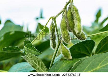 soybean crop in Brazil, large soybean plantations, agriculture in the Brazilian - mato grosso Royalty-Free Stock Photo #2285378345