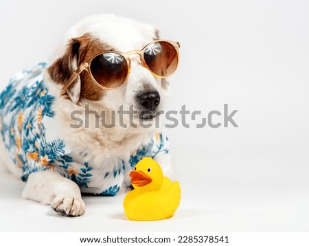 Portrait of a dog with sunglasses and a Hawaiian shirt on a white background with a yellow duck.Banner with room for text.