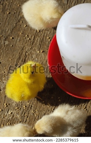 
the chicks are sunbathing with their friends while enjoying eating and drinking