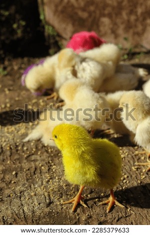 
the chicks are sunbathing with their friends while enjoying eating and drinking