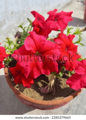 Rod rose flowers. with plants background clear. Beautiful and simple pic no adating pic rose mini flowers. outdoor flowers