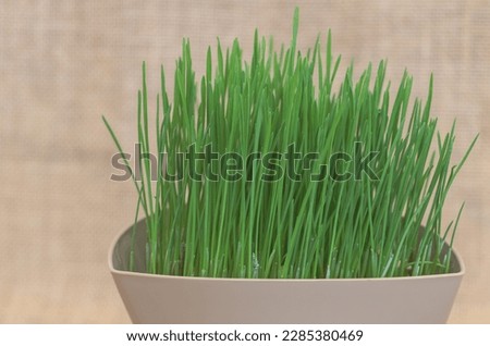 Green wheat grass in a pot on a background of brown burlap