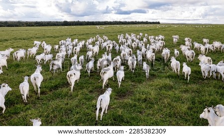 beautiful herd of Nelore cattle, narrow focus, hundreds of heads, Mato Grosso, Brazil Royalty-Free Stock Photo #2285382309