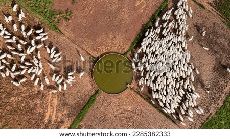 beautiful herd of Nelore cattle, narrow focus, hundreds of heads, Mato Grosso, Brazil Royalty-Free Stock Photo #2285382333