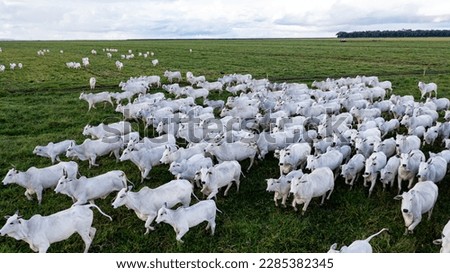 beautiful herd of Nelore cattle, narrow focus, hundreds of heads, Mato Grosso, Brazil Royalty-Free Stock Photo #2285382345