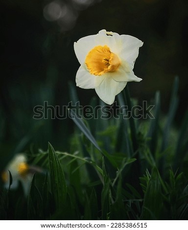 Amazing yellow daffodil flower field in morning sunlight. Spring background, perfect image for flower landscape.