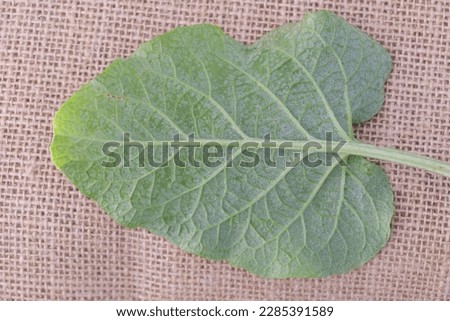 Burdock's Backside: A Macro View of the Reverse Side of a Leaf on Sackcloth