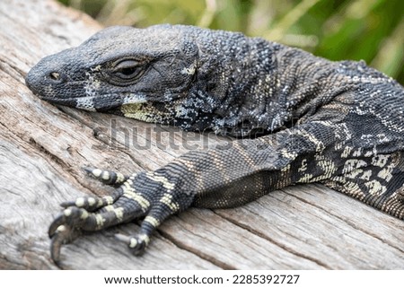 The lace monitor (Varanus varius) is a member of the monitor lizard family native to eastern Australia. It is monotypic; no subspecies are recognised.  Royalty-Free Stock Photo #2285392727