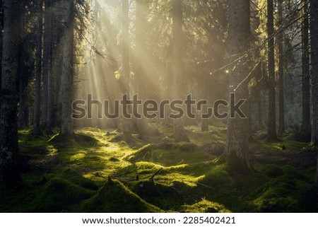 Spectacular morning sun light rays in the forest. Green forest during a beautiful summer warm day Royalty-Free Stock Photo #2285402421