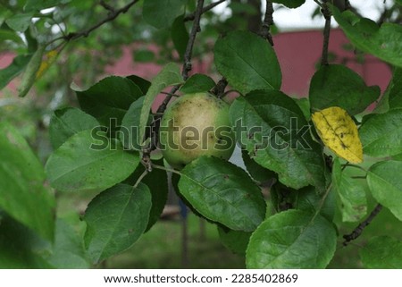 A fresh and delicious green apple on a tree branch on a summer day. Harvesting.