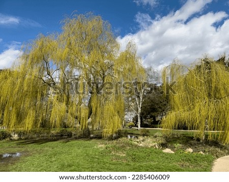 A bank of Willow trees in spring sunshine in Alexandra Park, Hastings, East Sussex, England Royalty-Free Stock Photo #2285406009