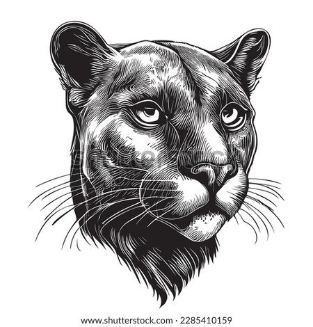 Black panther portrait hand drawn sketch illustration, Wild animals Royalty-Free Stock Photo #2285410159