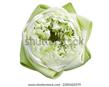 Isolated, directly above view of single, green white lotus, water lily, with Thai Style folding Petals, cutout, transparent background, meditation, relax, zen Royalty-Free Stock Photo #2285420379