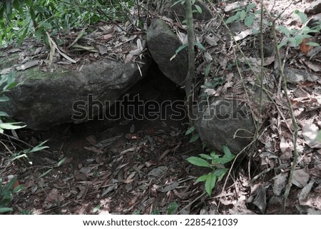 View of a Porcupines natural shelter with the surroundings the forestry area. This a Porcupine's small cave dug under a granite rock in a forested area.