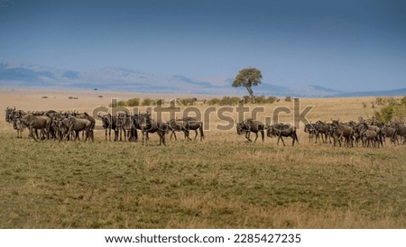 Wildebeest migration, Serengeti National Park, Tanzania, Africa Royalty-Free Stock Photo #2285427235