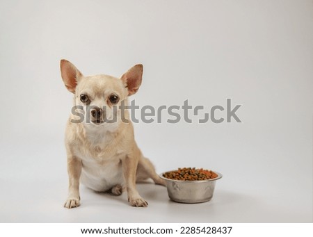 Portrait of brown short hair Chihuahua dog sitting beside dog food bowl on white background, looking at camera, waiting for his meal. Pet's health or behavior concept.