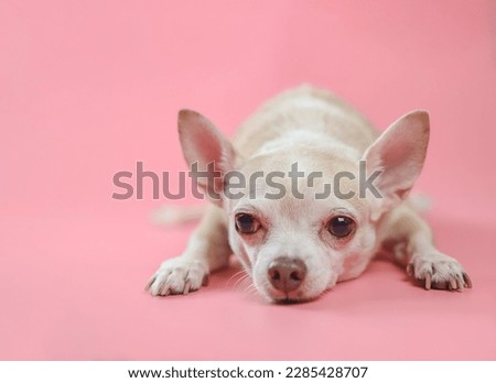 Close up image of bored   Chihuahua dog  lying down on pink background, looking at camera. Copy space.