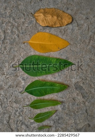 In this picture, the life cycle of human is explained through leaves from small to large size