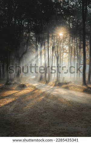 Sun rays in a shady forest. Misty forest sunbeams. Sunbeam forest mist. Early morning in misty forest sunbeams