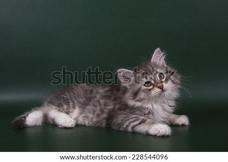  Small Siberian kitten on green background.Cat lie with.