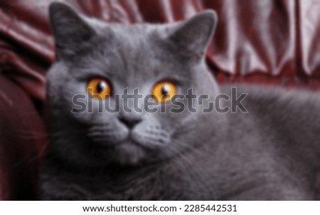 Defocused abstract background of cats