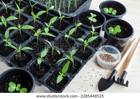 young pepper and cabbage seedlings and garden tools on a wooden table background. Royalty-Free Stock Photo #2285448525