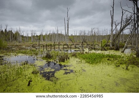 Landscape with impassable swamps and dead trees on a cloudy day. Scary and abandoned places Royalty-Free Stock Photo #2285456985