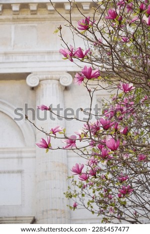 spring in italy, magnolia flowers on the background of ancient architecture                          