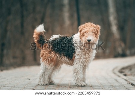  Portrait of a Wire Fox Terrier hunting dog. overgrown fox terrier. the dog is standing in the middle of the forest on the path Royalty-Free Stock Photo #2285459971