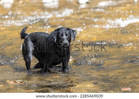 Portrait of a black Labrador standing in a river