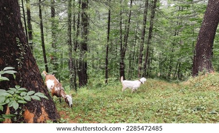 Goats grazing through grass between woods