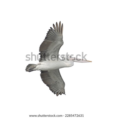 Pelican bird in flight. Pelican with stretched wings isolated on white.