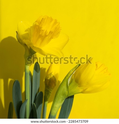 Yellow daffodils on yellow background, bouquet of narcissus flowers, copy space