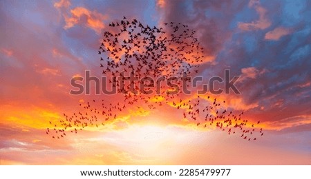 Silhouettes of flying birds (in shape of heart) Royalty-Free Stock Photo #2285479977
