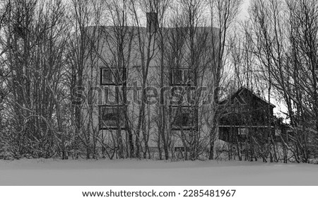 Black and white photo of a beautiful traditional norwegian house a row of dry trees on the snow-covered forecourt