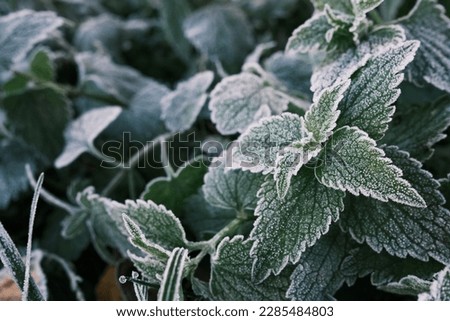 Photo of nettle mint leaves covered with frost. Close up partial focus. High quality photo Royalty-Free Stock Photo #2285484803