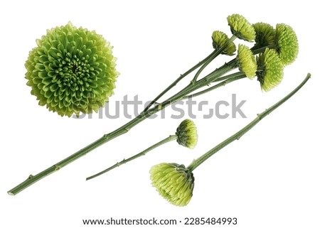 Green small dahlia flower heads isolated on transparent background