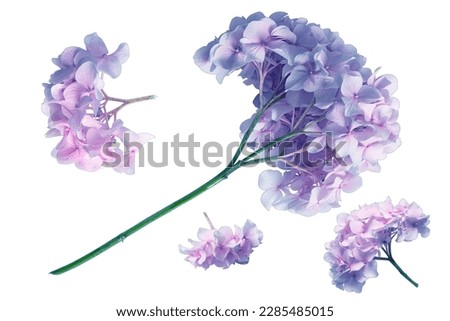 set of inflorescences of lilac purple hydrangea isolated on transparent background